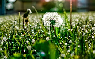 macro focus photo of a white dandelion surrounded with green grasses at daytime